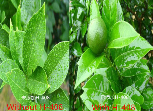 有機(jī)硅助劑在農(nóng)業(yè)中的應(yīng)用