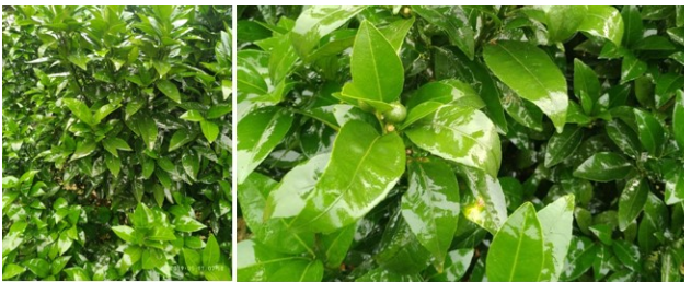 常用農(nóng)用助劑都有哪些？有什么不同？